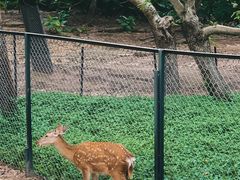 -深圳野生动物园