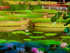 -国家植物园南园