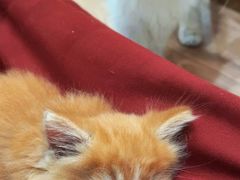 -楼上猫咖(罗湖店)