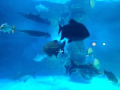 -烟台海昌鲸鲨海洋公园