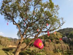 -云溪植物园