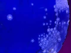 -海合安武汉极地海洋公园