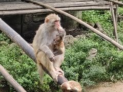 -西双版纳原始森林公园