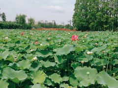 -黄兴公园