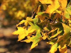 -永定河休闲森林公园