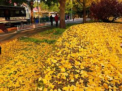-三里屯东五街银杏大道