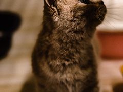 -猫宠乐园·专业洗护