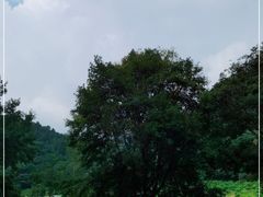 -广州市石门国家森林公园