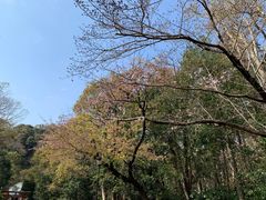 -鎌倉茶々(本店)
