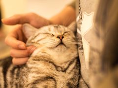 -共舞时光猫咖·狗咖(新街口店)