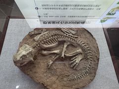 -中国西峡恐龙遗迹园