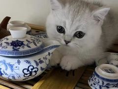 -猫十亿·布偶金渐层·曼基康矮脚猫舍(青年路店)