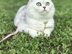 -喵zoo家庭繁育猫舍(尖东智能花园店)