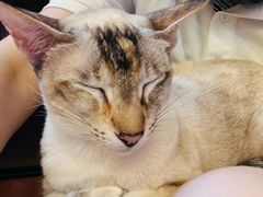 -MOCHA明星猫咖(田子坊店)