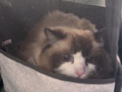 -顺强宠物诊所·狂犬免疫·夜诊·骨科(嘉定店)