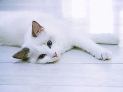 -喵的天空名猫咖啡馆·撸猫·猫舍·用品