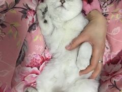 -瑞鹏瑞爱宠物医院·全科·猫科·血液透析中心(龙头寺店)