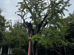 -上海佘山国家森林公园天马山园