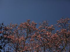 -杭州植物园