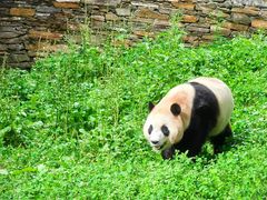 -卧龙中华大熊猫苑神树坪基地