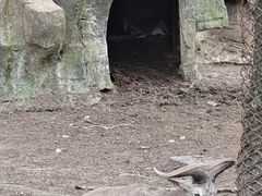 -沈阳森林动物园
