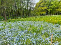 -上海共青森林公园