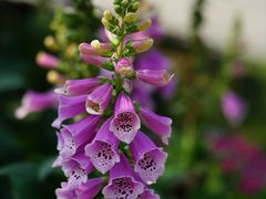 -二沙岛艺术公园