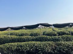 -龙坞茶村