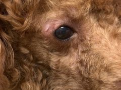 -爱侣宠医·鹦鹉专科·小型哺乳类·异宠专科(灵石路店)