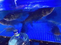 千岛湖大花鲢-姜君·千岛湖鱼头馆(浦东大道店)