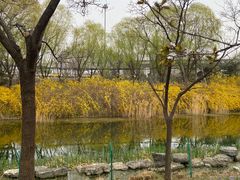 -大望京公园