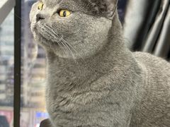 -喵园·猫主题咖啡厅·撸猫·猫咖(国贸店)