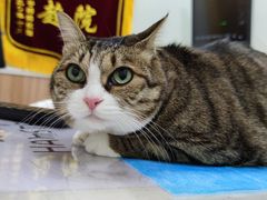 -瑞鹏宠物医院·内科·中兽医·骨科(苗圃店)