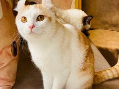 -猫和宫(六道口店)