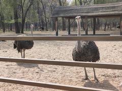 -秦皇岛野生动物园