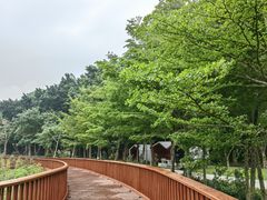 -银湖山郊野公园-相思林