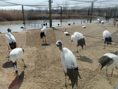-盐城丹顶鹤湿地生态旅游区