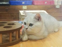 -龟与熊猫宠物公园(南坪店)