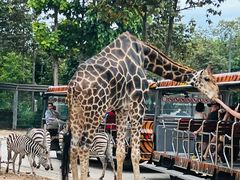 -清迈夜间动物园