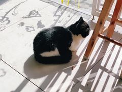 -平行世界·猫咖(首经贸店)