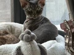 -山宅一喵德文卷毛猫舍