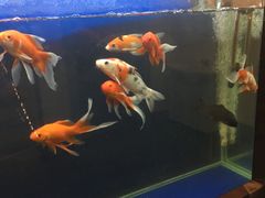 -顺水鱼馆(克西路店)