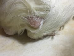 -北京观赏动物医院·24小时大型综合·猫专科·异宠专科