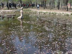 -微山湖红荷湿地景区