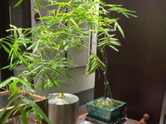 -王府茶楼茶宴·创意菜(朝阳公园店)