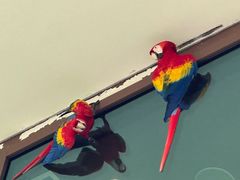 -新加坡飞禽公园