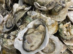 -蚝抵食·湛江生蚝(湾北路店)