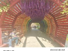 -合肥滨湖国家森林公园