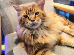 -藏猫猫咖啡主题馆(中央大道店)