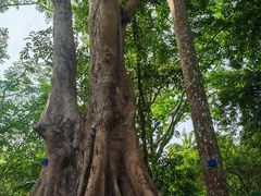 -西双版纳原始森林公园